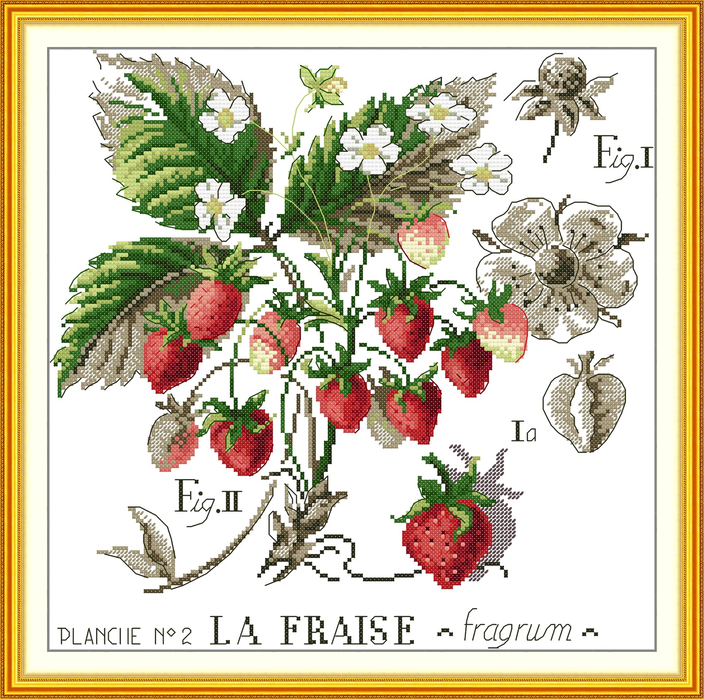 Botanical - Strawberries