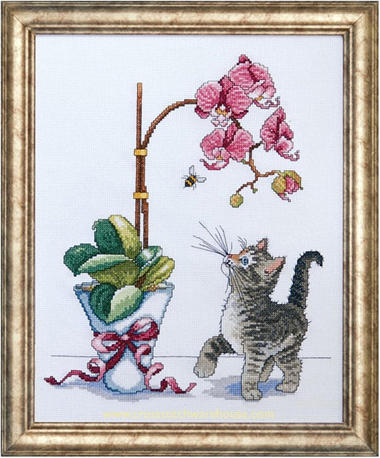 CLASSICS - Orchid Kitty