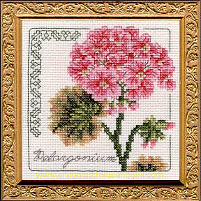 5" x 5" - Pelargonium