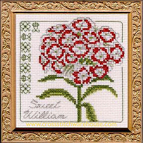 5" x 5" - Sweet William