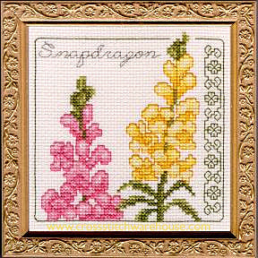 5" x 5" - Snapdragon