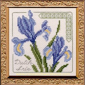 5" x 5" - Dutch Iris