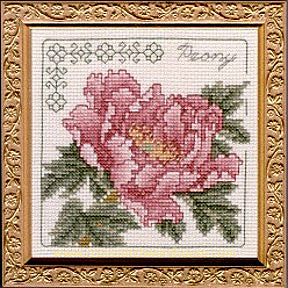 5" x 5" - Peony