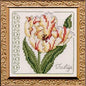 5" x 5" - Tulip