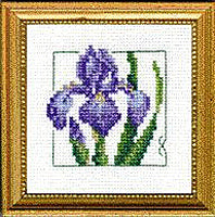 4" x 4" - Iris