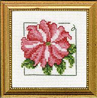 4" x 4" - Petunia