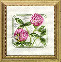 4" x 4" - Z - Red Clover