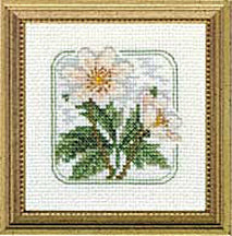 4" x 4" - Z - Wood Anemone