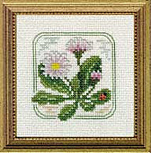 4" x 4" - Z - English Daisy