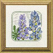 4" x 4" - Z - Lupine