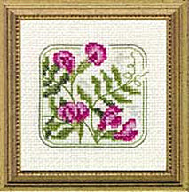 4" x 4" - Z - Vetch