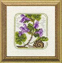 4" x 4" - Z - Ground Ivy