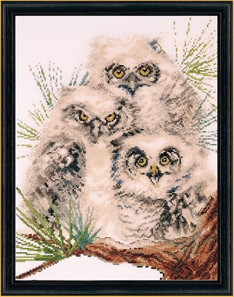 Owl Trio...