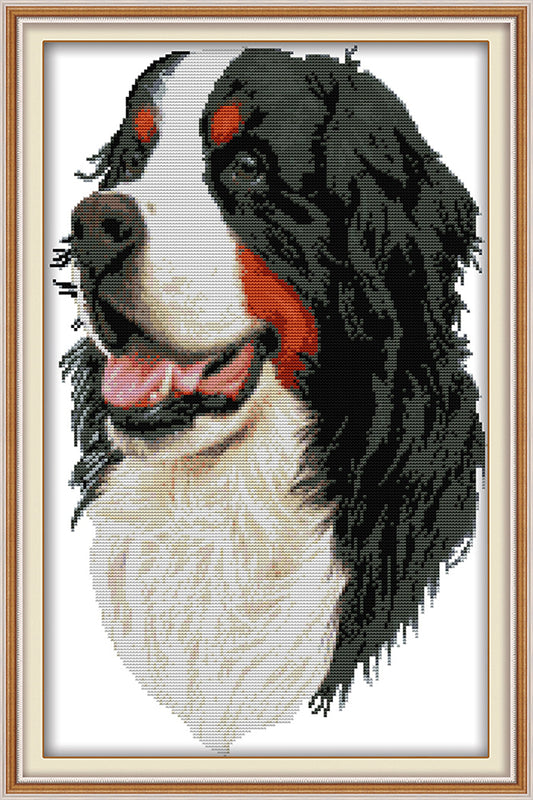 Bernese Mountain Dog