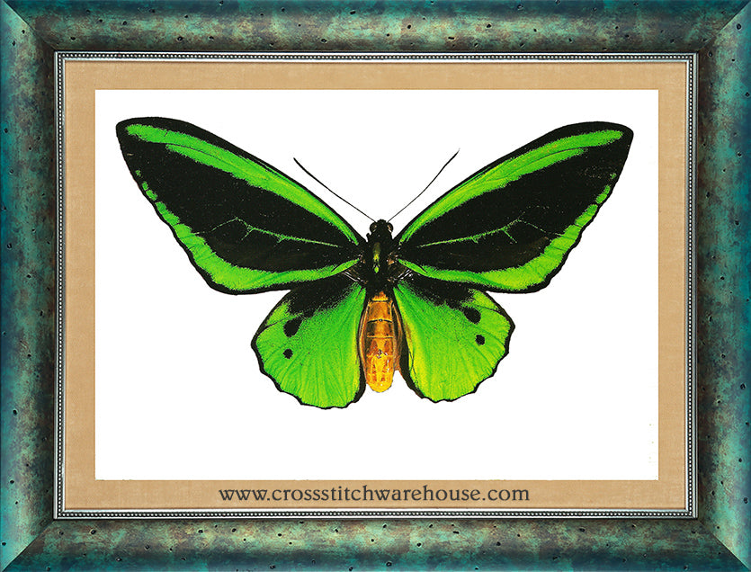 Birdwing Butterfly - COUNTED XS