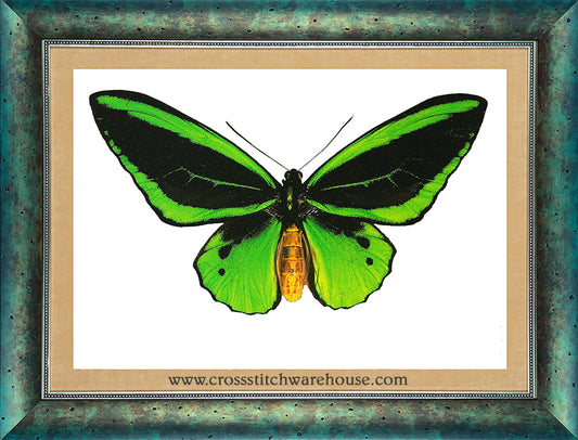 Birdwing Butterfly - COUNTED XS