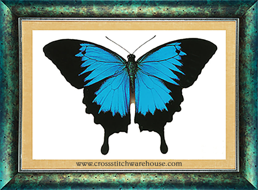 Ulysses Butterfly