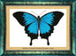 Ulysses Butterfly