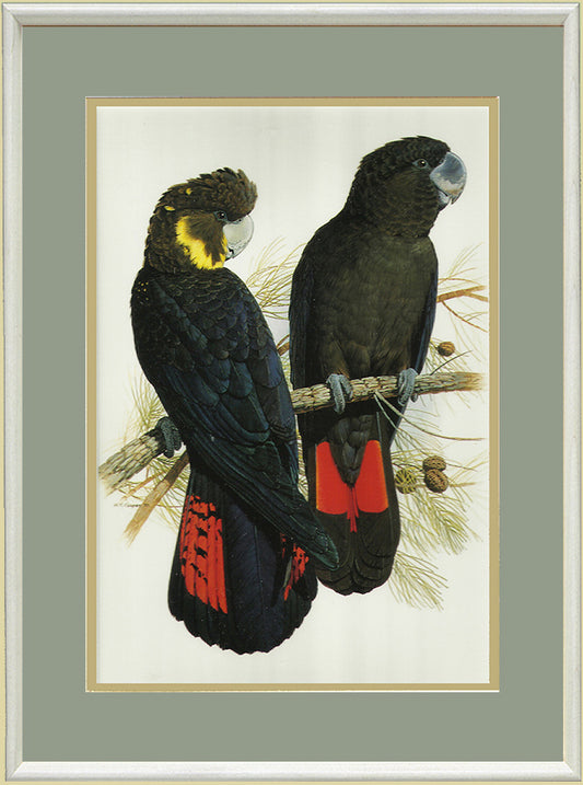 Black Cockatoos