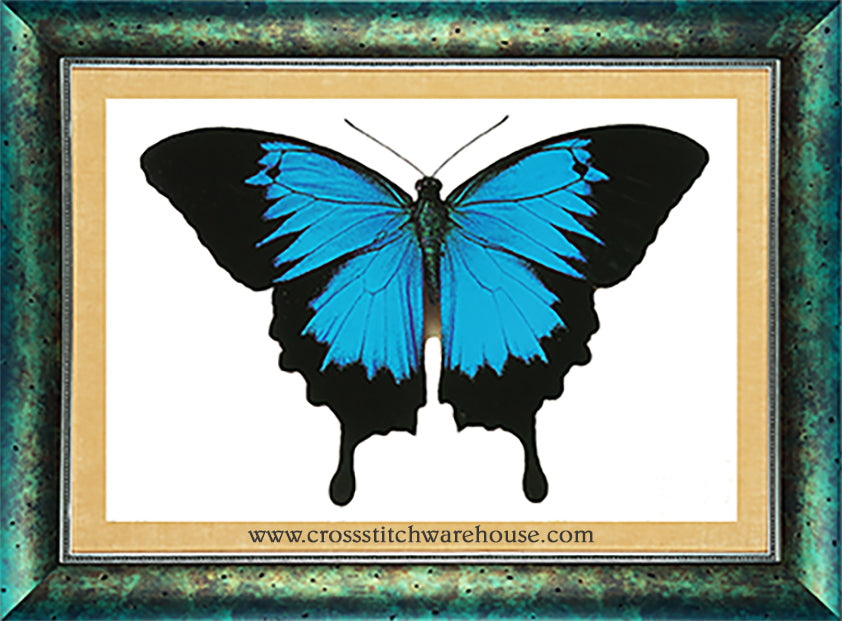 Ulysses Butterfly - No-Count