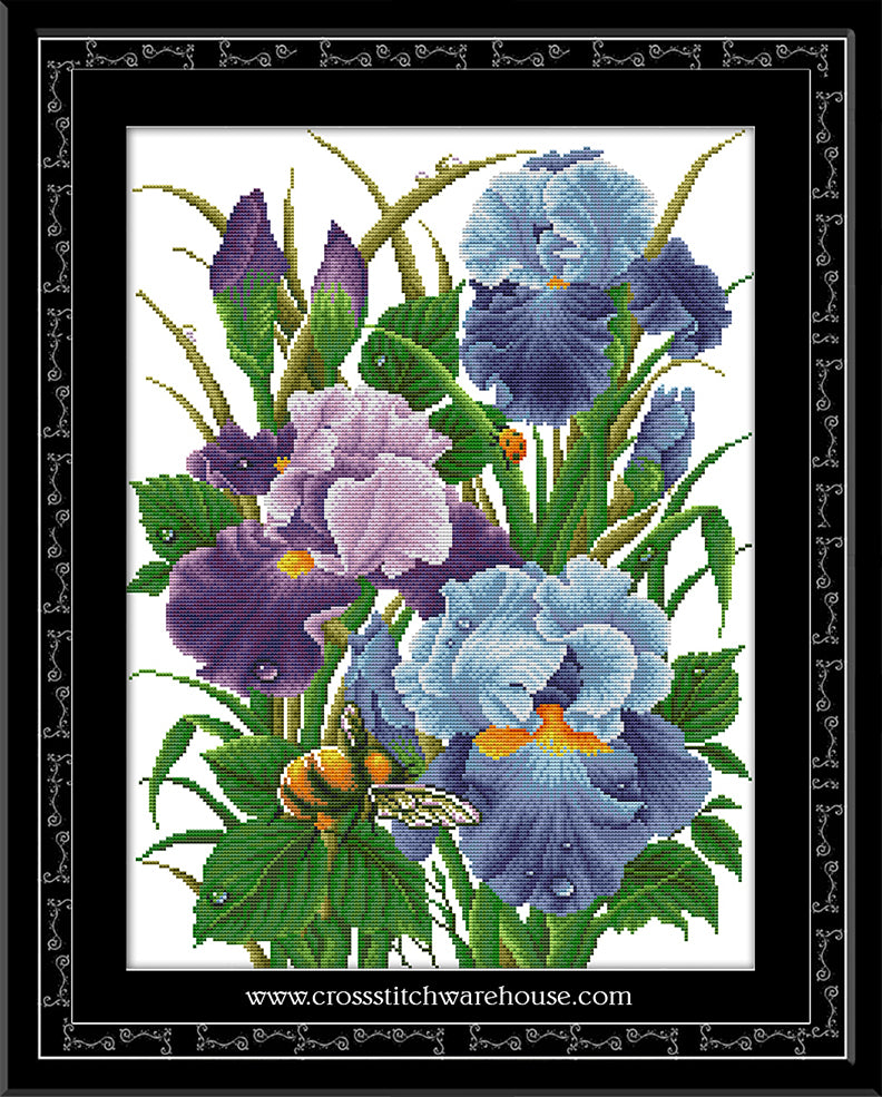 Iris splendor