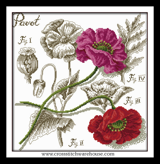 Botanical - Poppies