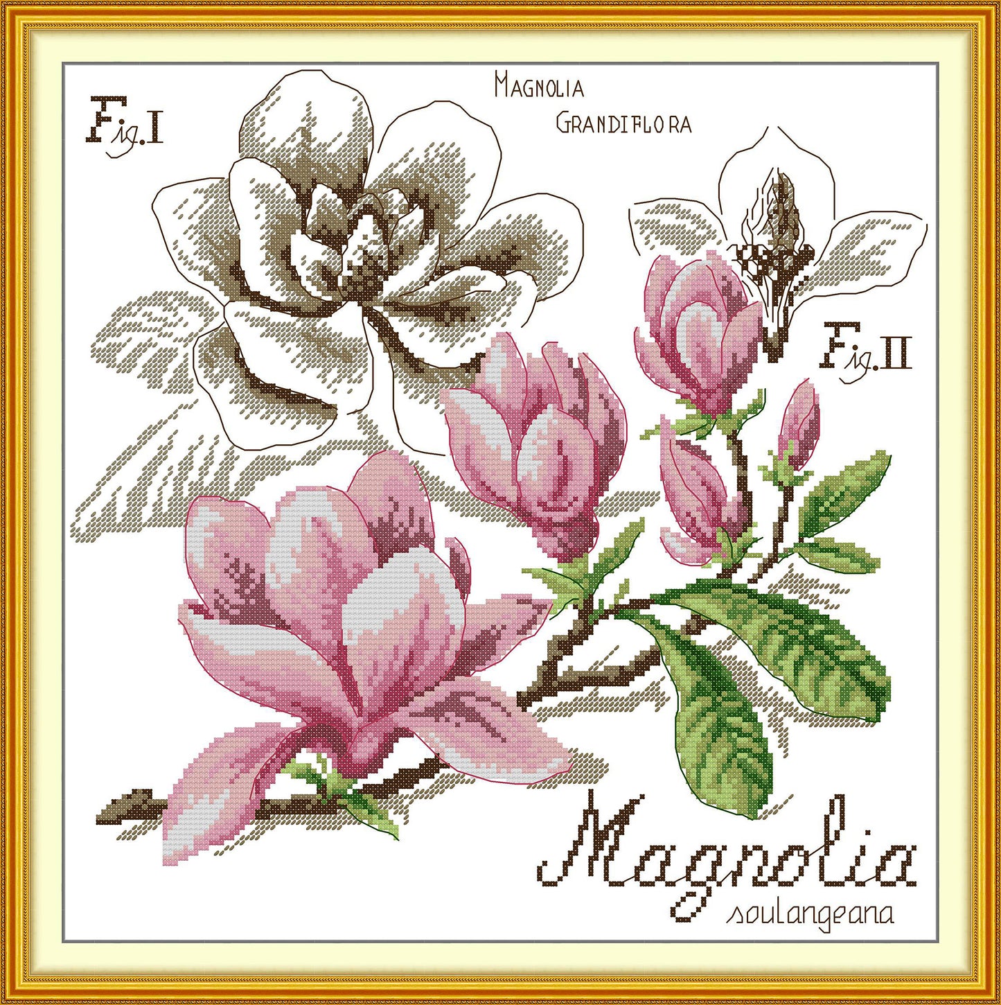 Botanical - Magnolia