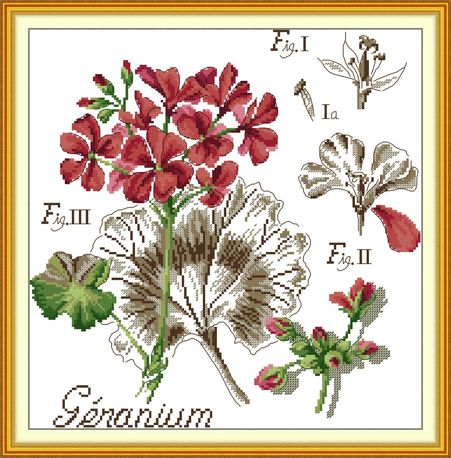 Botanical - Geranium