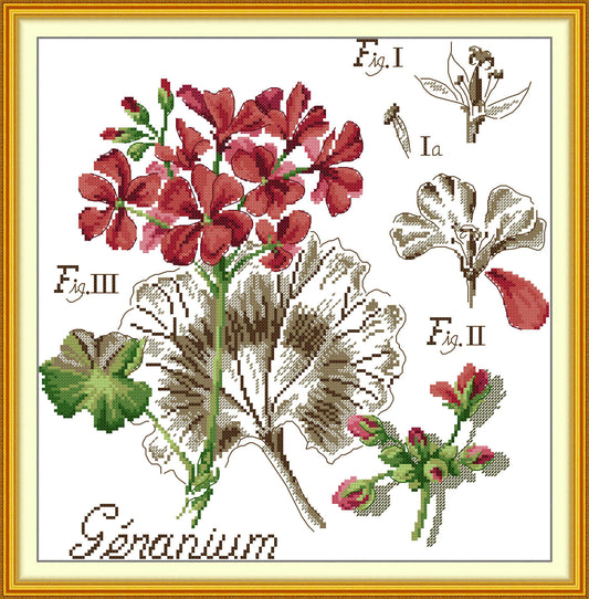 Botanical - Geranium