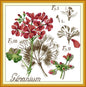 Botanical - Geranium
