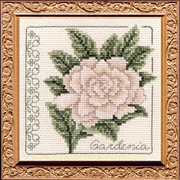 Picture of 5" x 5" - Gardenia