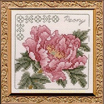Picture of 5" x 5" - Peony