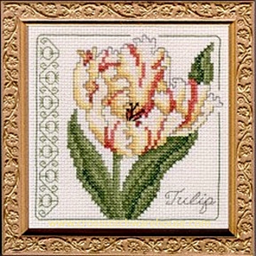 Picture of 5" x 5" - Tulip