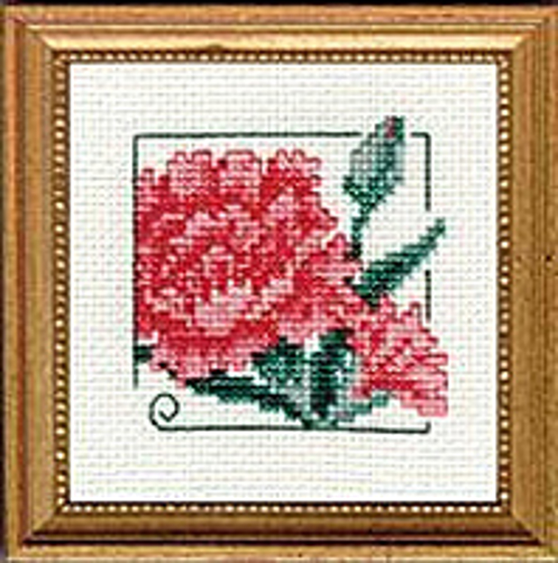 Picture of 4" x 4" - Carnation