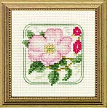 Picture of 4" x 4" - Z- Dog Rose