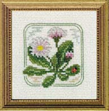 Picture of 4" x 4" - Z - English Daisy