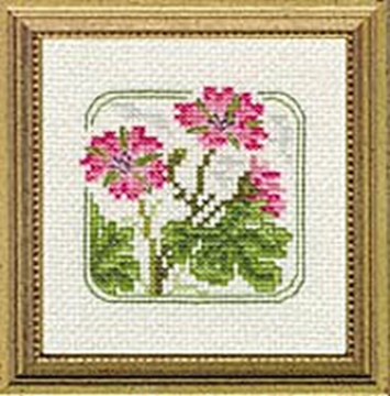 Picture of 4" x 4" - Z - Cranesbill