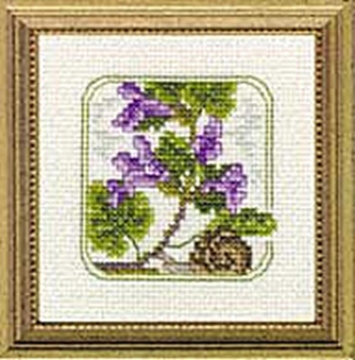 Picture of 4" x 4" - Z - Ground Ivy